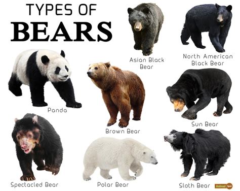smallbear|small bears species.